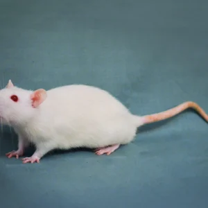 rat wistar 2