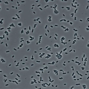 خرید سوش باکتری پروتئوس میرابیلیس ATCC 43071