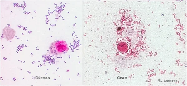 سویه باکتری Proteus mirabilis ATCC 43071